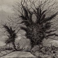 An original charcoal drawing of ash trees by Matthew Eyles Artist