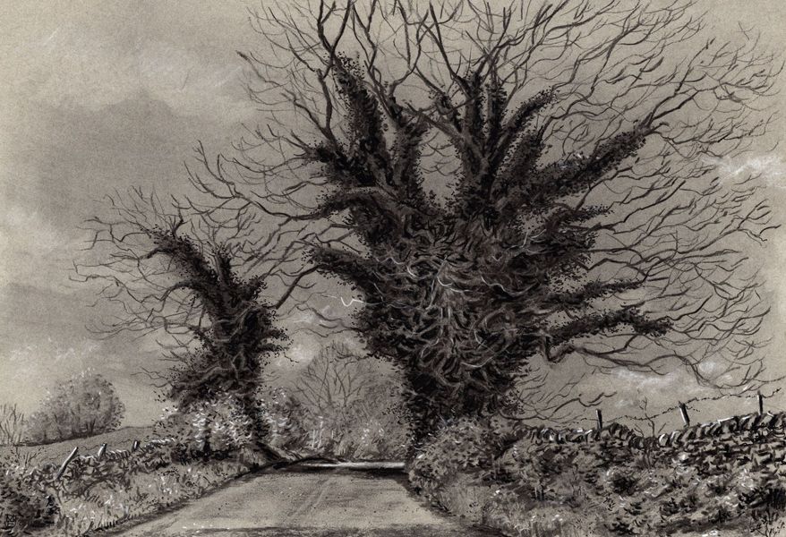 An original charcoal drawing of ash trees by Matthew Eyles Artist