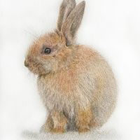 coloured pencil drawing by Katrina Thompson of little easter bunny