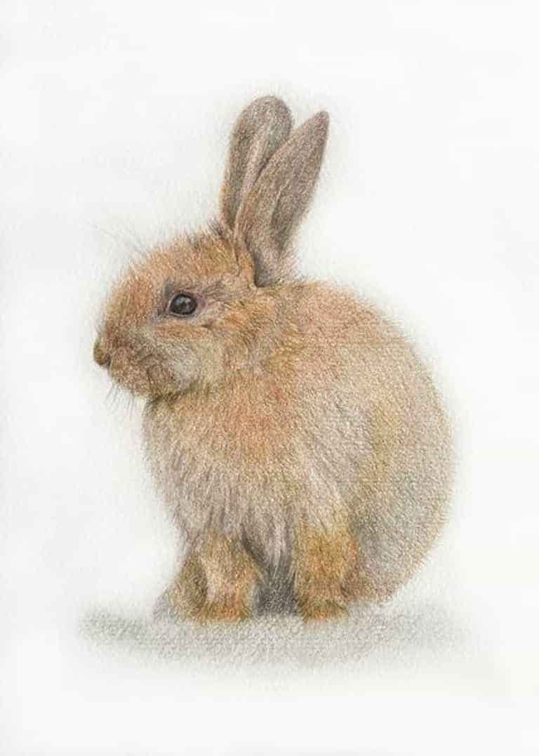 coloured pencil drawing by Katrina Thompson of little easter bunny