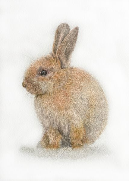 coloured pencil drawing by Katrina Thompson of little easter bunny