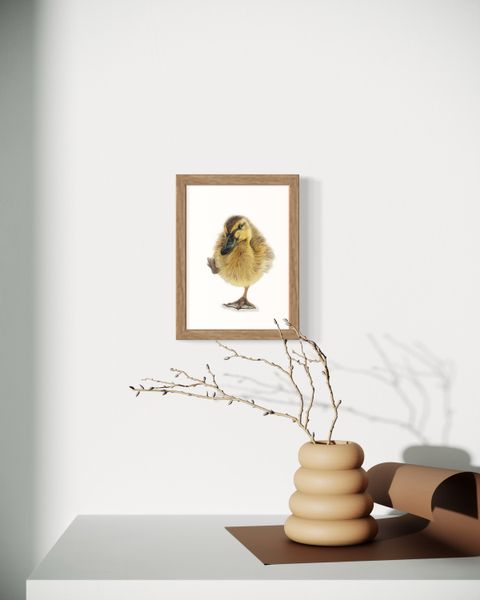 coloured pencil drawing of a duckling with one foot in the air by Katrina Thompson