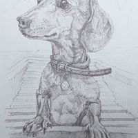 Angus a drawing of a dachshund