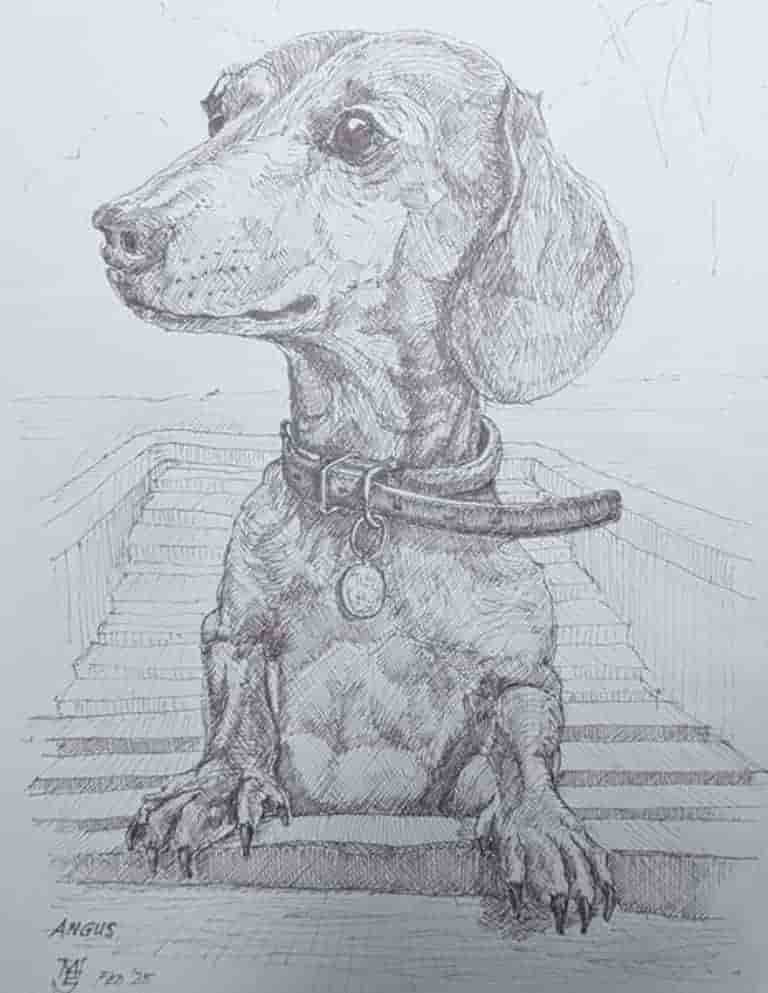 Angus a drawing of a dachshund