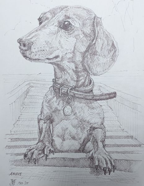 Angus a drawing of a dachshund