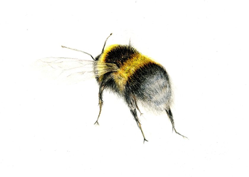 Coloured pencil drawing of a bee in flight facing right by Katrina Thompson