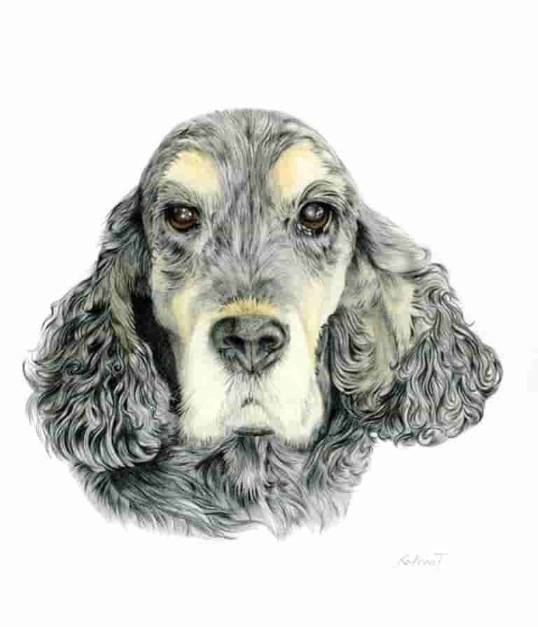 COCKER SPANIEL STUDY
