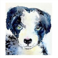 Border collie puppy with great ambitions to be a one man and his dog champion someday 