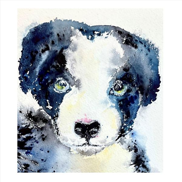 Border collie puppy with great ambitions to be a one man and his dog champion someday 