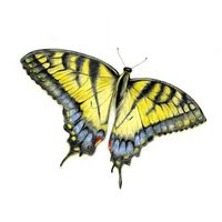 Coloured pencil drawing of a golden and blue swallowtail butterfly by Katrina Thompson