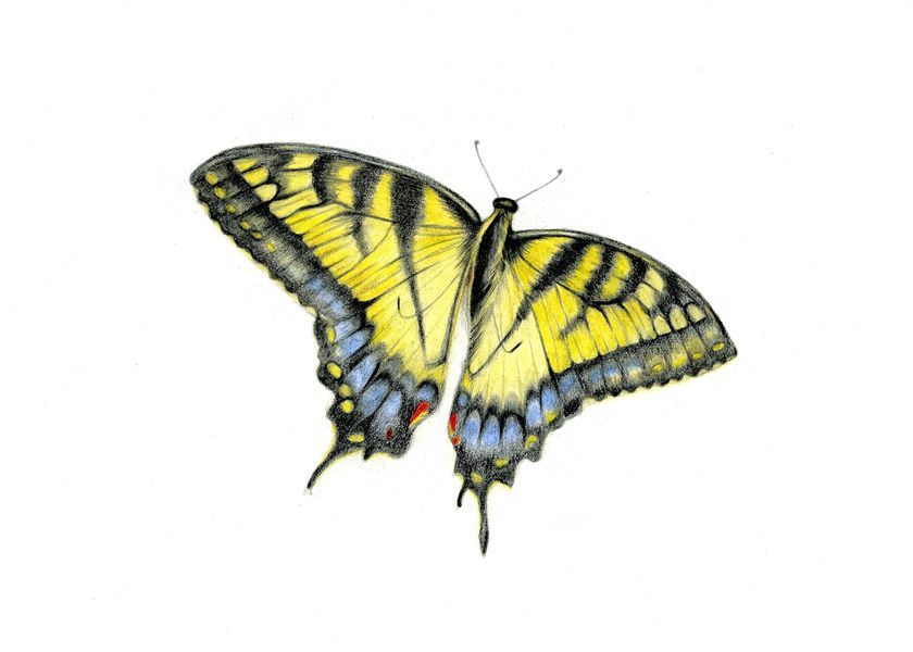 Coloured pencil drawing of a golden and blue swallowtail butterfly by Katrina Thompson