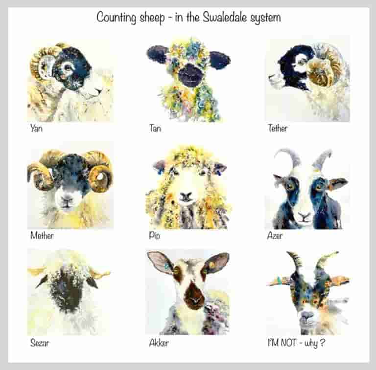 Counting sheep 