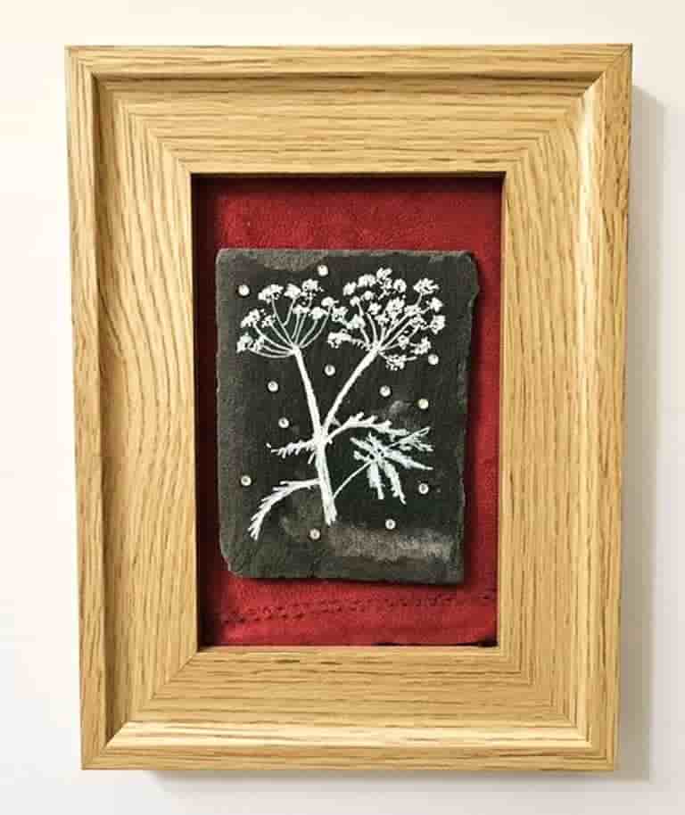 Cow Parsley