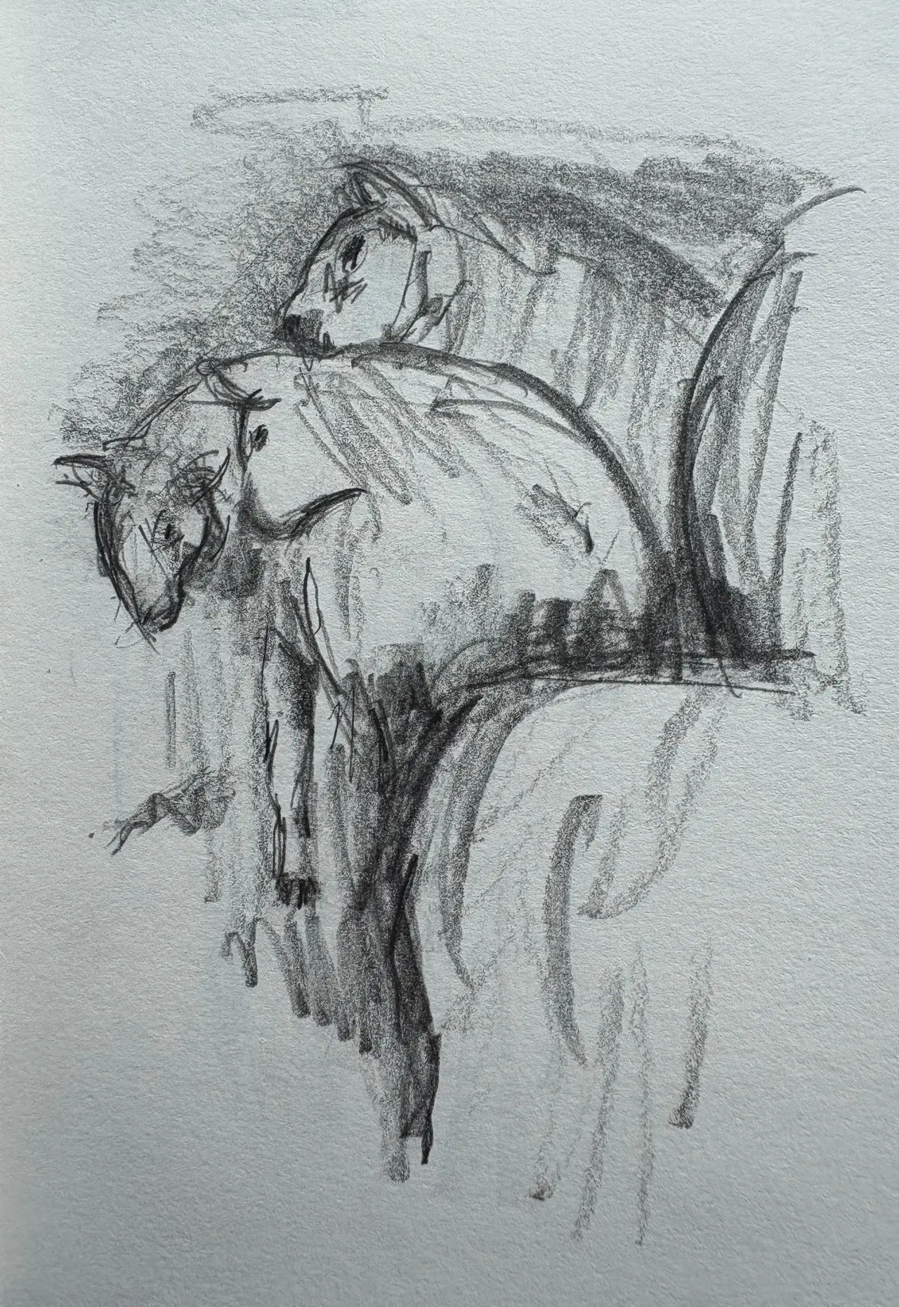 Pencil sketch of sheep.