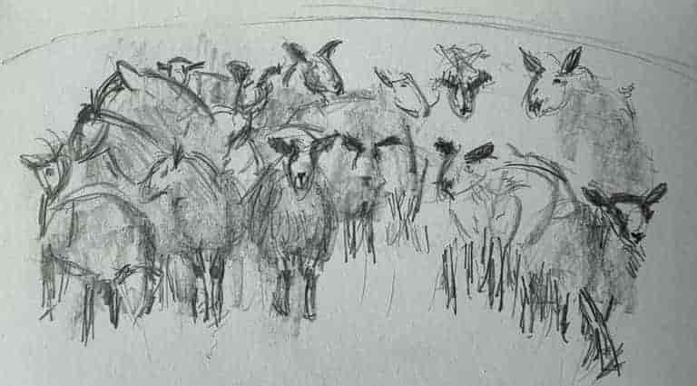 Compositional sketch of sheep.