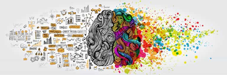 The left brain and right brain