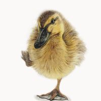 coloured pencil drawing of a duckling with one foot in the air unframed by Katrina Thompson