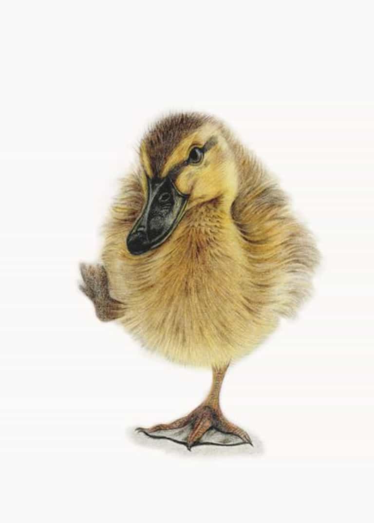 coloured pencil drawing of a duckling with one foot in the air unframed by Katrina Thompson