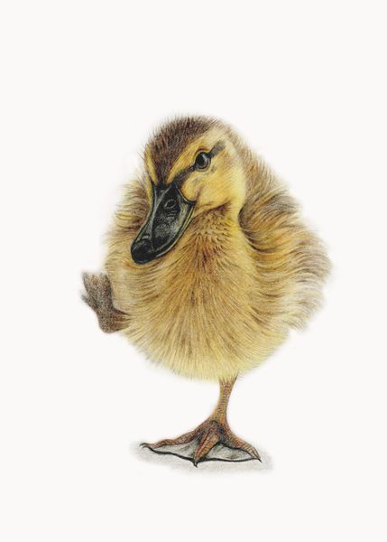 coloured pencil drawing of a duckling with one foot in the air unframed by Katrina Thompson
