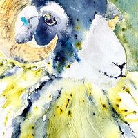 Erny my tup lamb at 9 months old