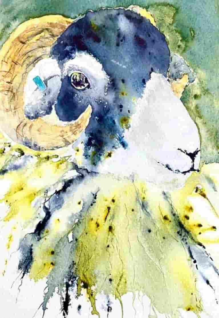 Swaledale tup lamb Erny