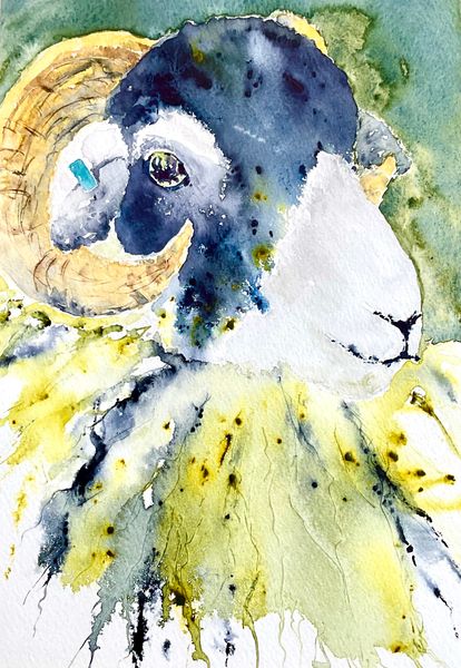 Erny my tup lamb at 9 months old