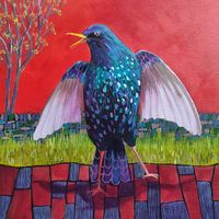 A starling stretches its wings - red