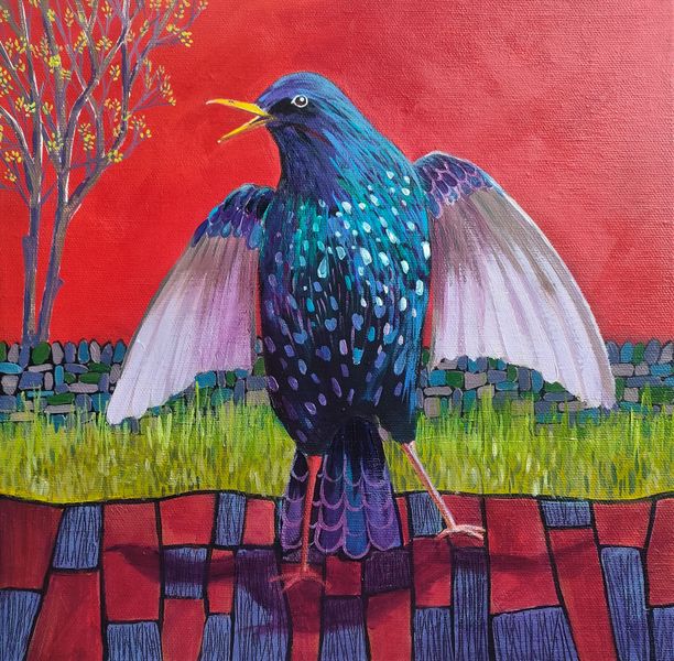 A starling stretches its wings - red