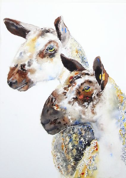 Grandcroft twins - Bluefaced Leicesters