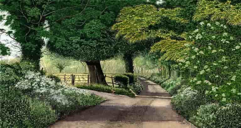 High Summer - Havernook Lane
