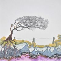 a windblown tree on rocks 
