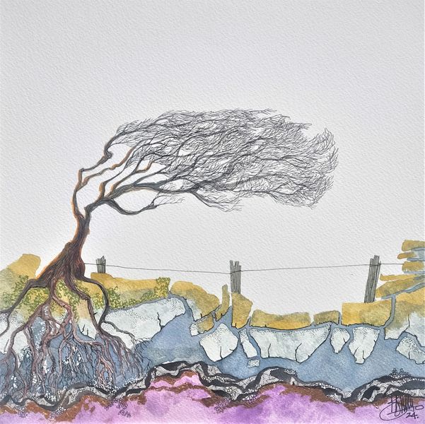 a windblown tree on rocks 