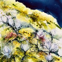 Eriophorum angustifolium - cotton grass