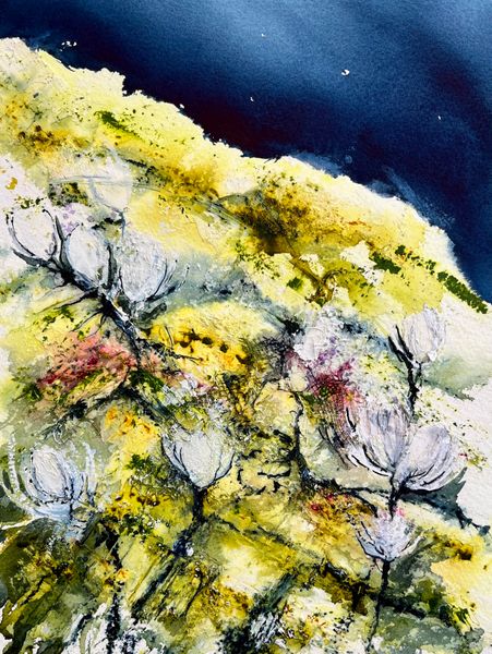 Eriophorum angustifolium - cotton grass