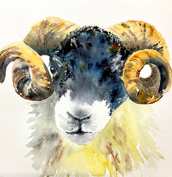 Scottish Blackface Ram