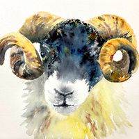 Scottish Blackface Ram