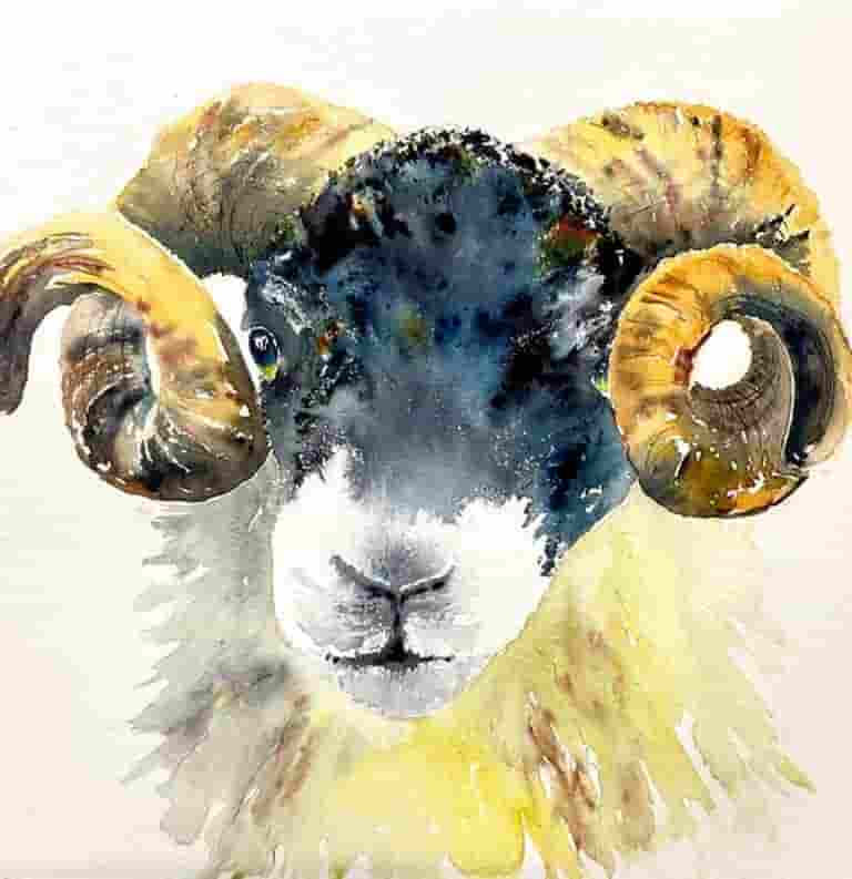 Scottish Blackface Ram
