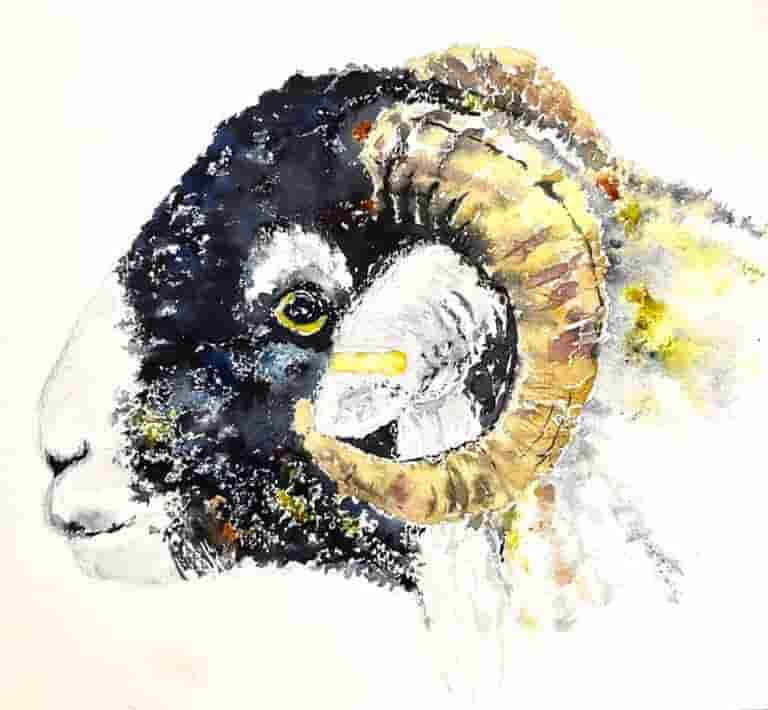 Erny my Swaledale Tup lamb.  NFS