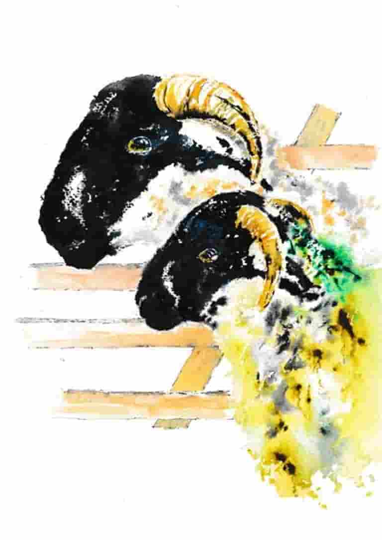 Lonk ewe and lamb