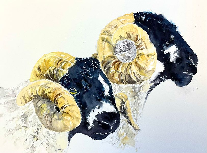 Lonk Rams