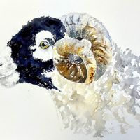 Surprise - Swaledale Ram