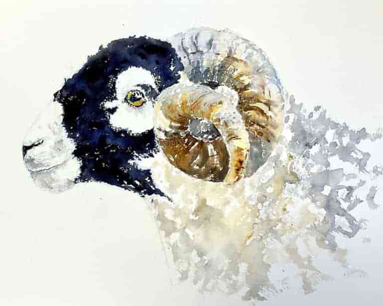 Surprise - Swaledale Ram
