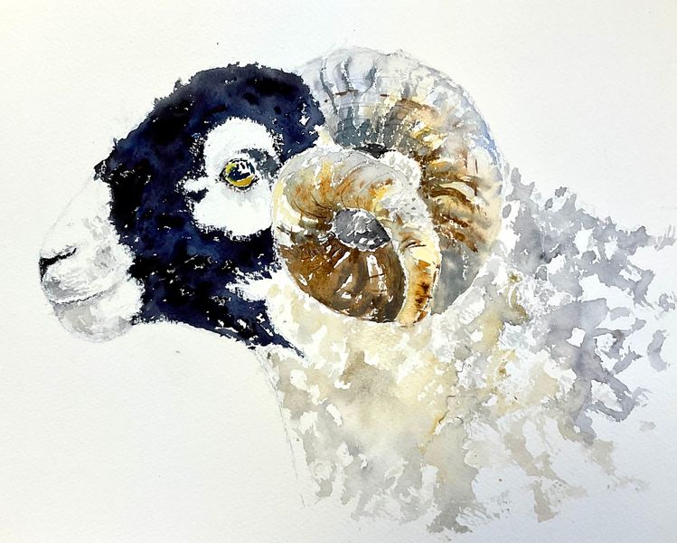 Surprise - Swaledale Ram