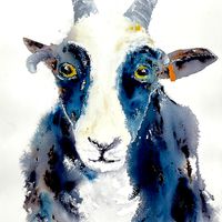 Jacob sheep