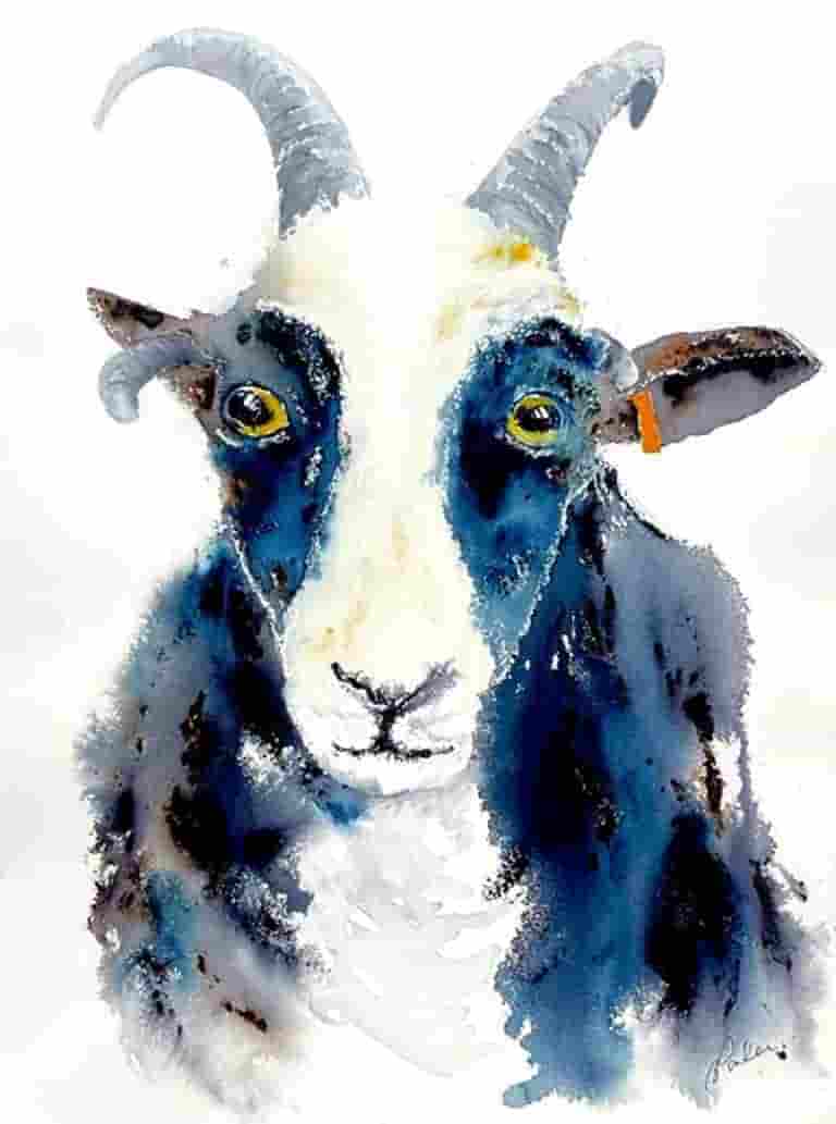 Jacob sheep date back to biblical times