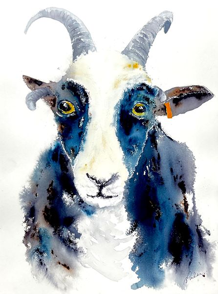 Jacob sheep