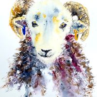 Herdwick Tup