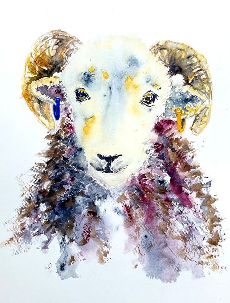 Herdwick Tup