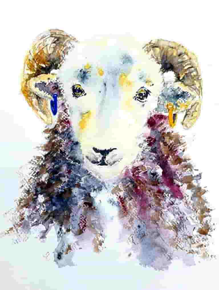 Herdwick Tup