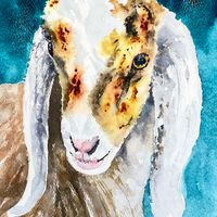 Anglo-Nubian Goat